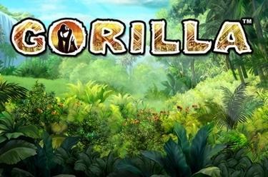 Gorilla